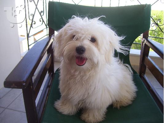 Maltese 5 μηνων
